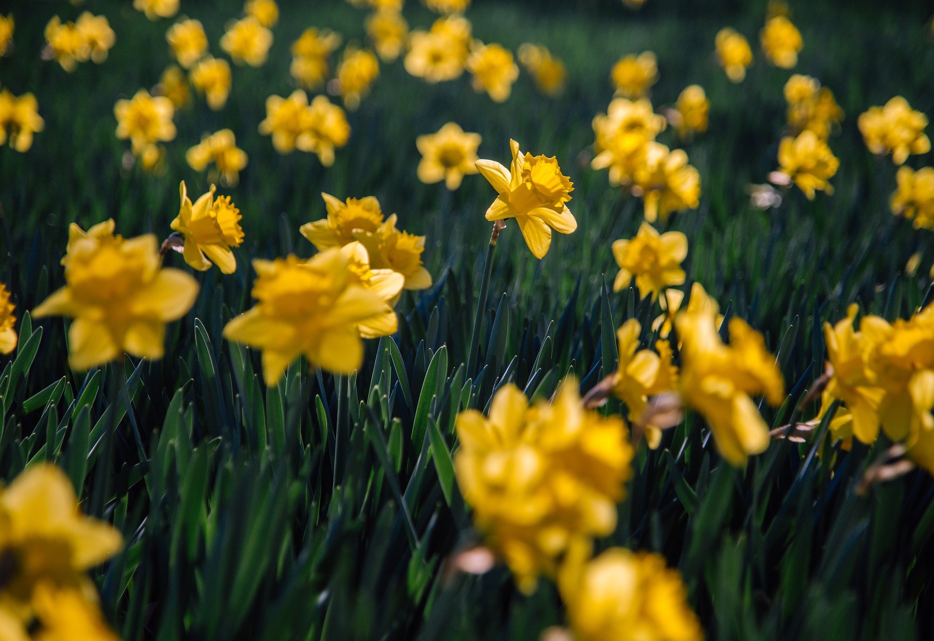 Jonquilles d'Eclépens